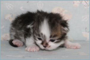 Female Siberian Kitten from Deedlebug Siberians